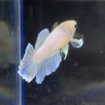 betta115