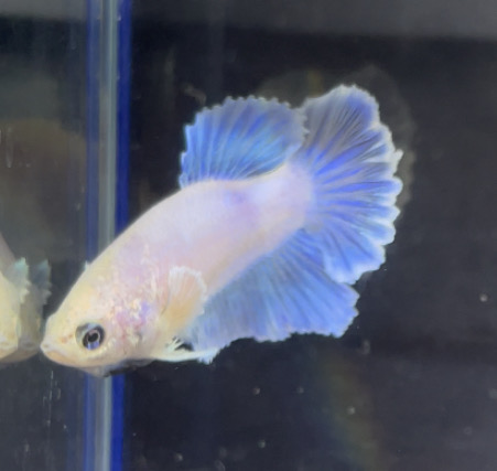 betta115
