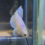 betta115