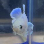 betta115
