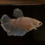 betta115