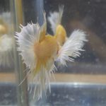 betta126