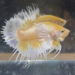 betta126
