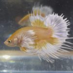 betta126