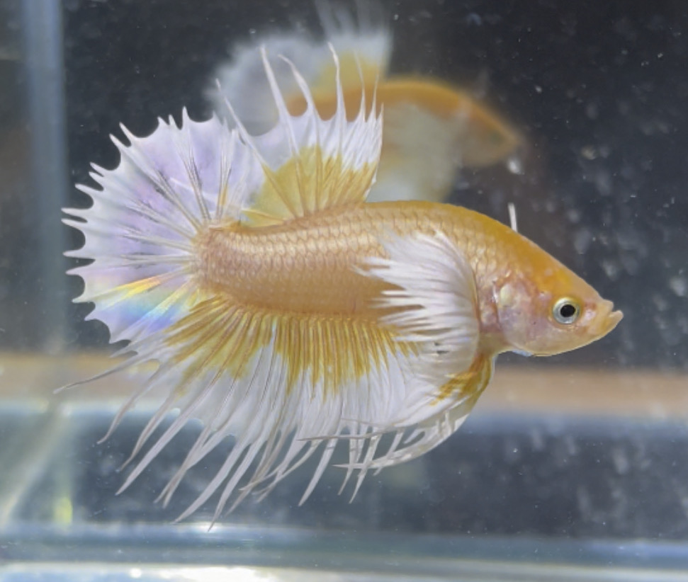 betta126
