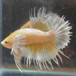 betta126