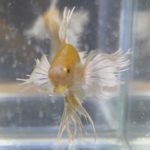 betta126
