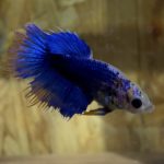 betta127