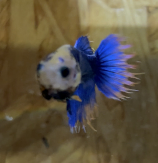 betta127
