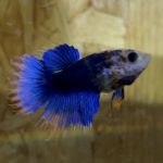 betta127