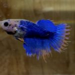 betta127