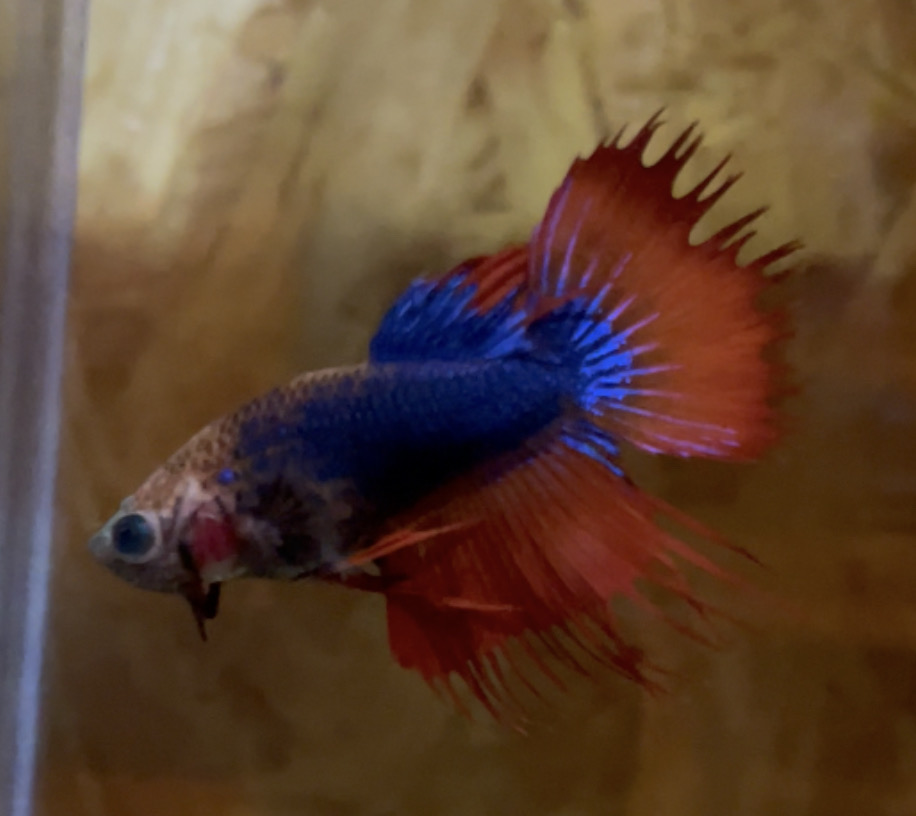betta128