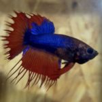 betta128