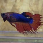 betta128