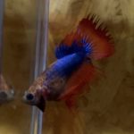 betta128