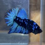 betta129