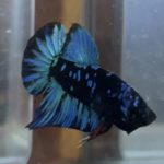 betta129
