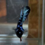 betta129