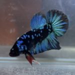 betta129