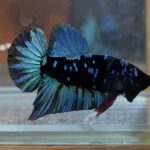 betta129