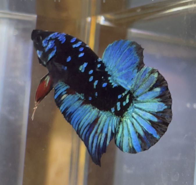 betta129