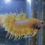 betta130