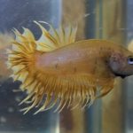 betta130