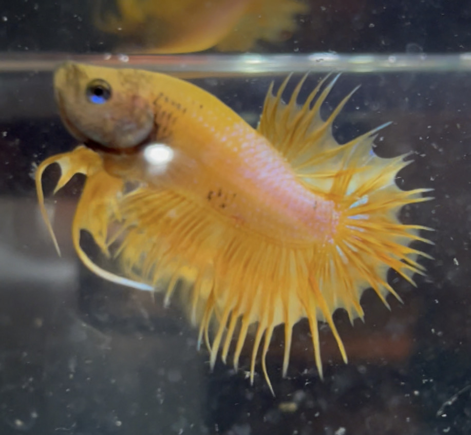 betta130