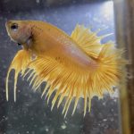 betta130