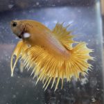 betta130