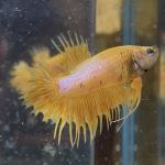 betta130