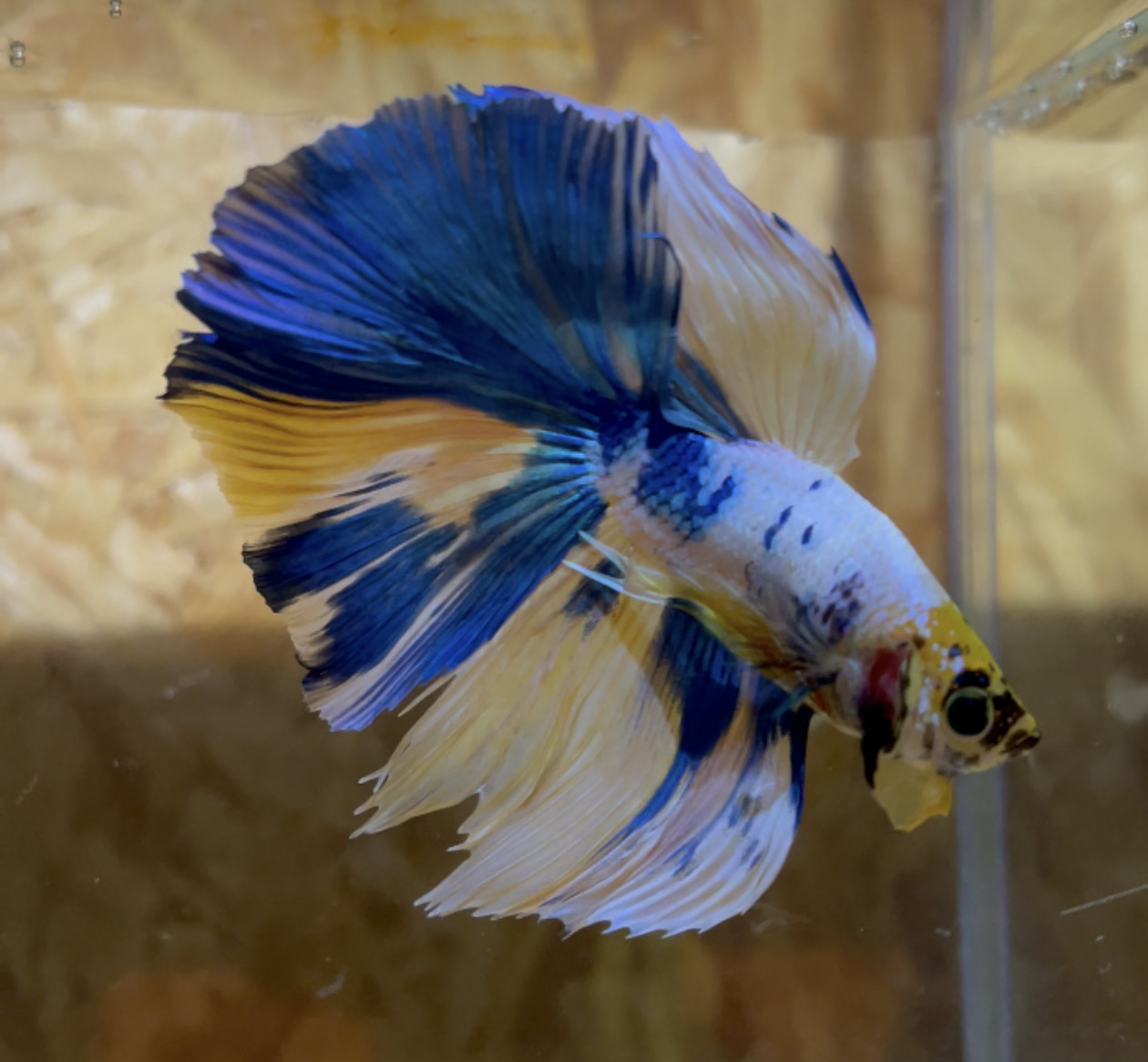 betta132
