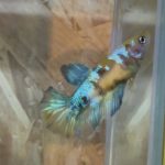 betta131