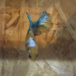 betta131