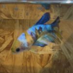 betta131