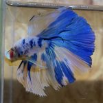 betta132
