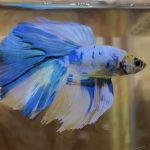 betta132