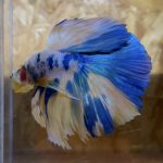 betta132
