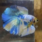 betta132