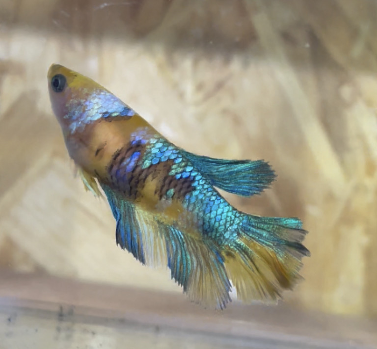 betta131