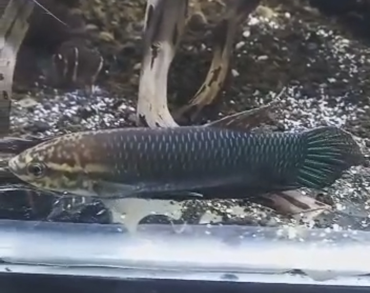 betta134