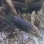 betta134