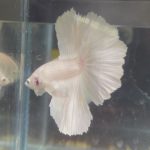 betta133