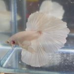 betta133