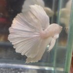 betta133