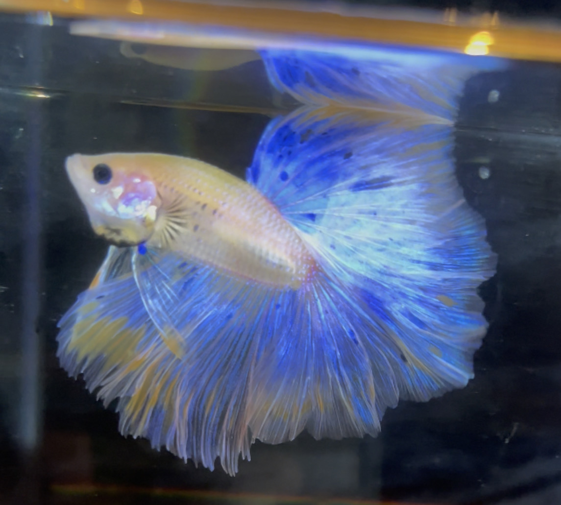 betta138