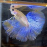 betta138