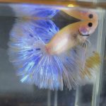 betta138