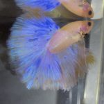 betta138
