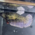 betta142